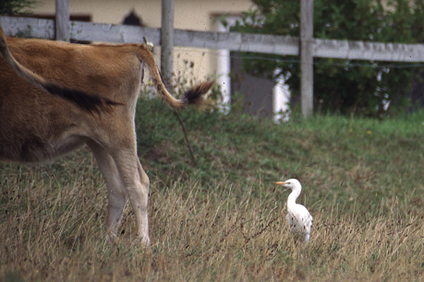 Cattle Egret by Mick Dryden