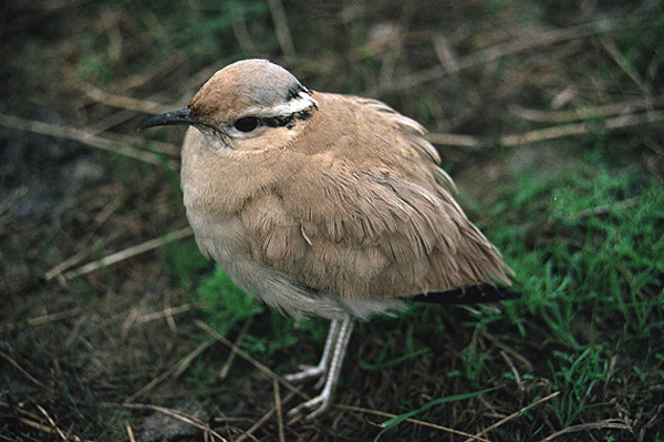 Cream coloured Courser by Mick Dryden