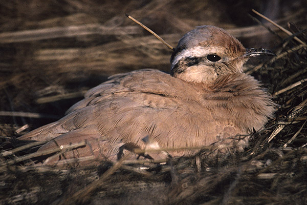 Cream coloured Courser by Mick Dryden