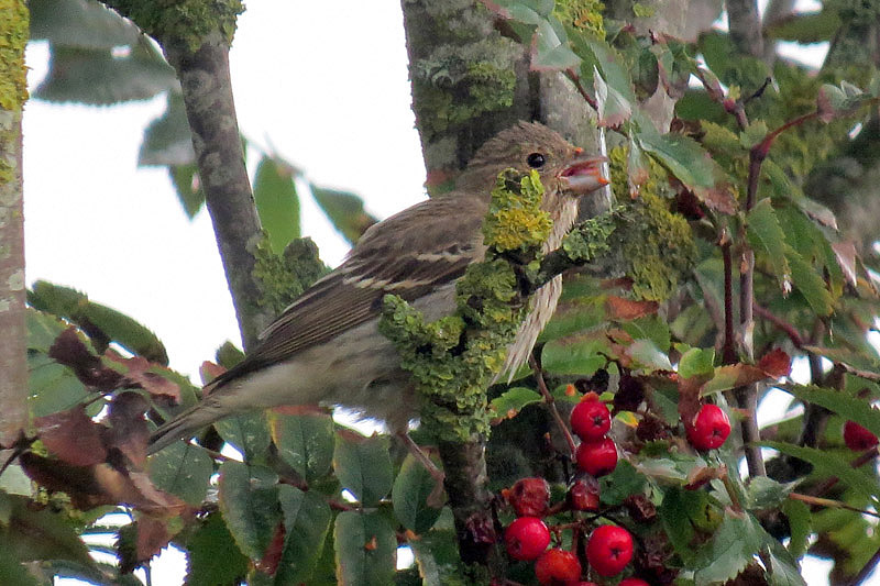 Common Rosefinch by Alan Gicquel