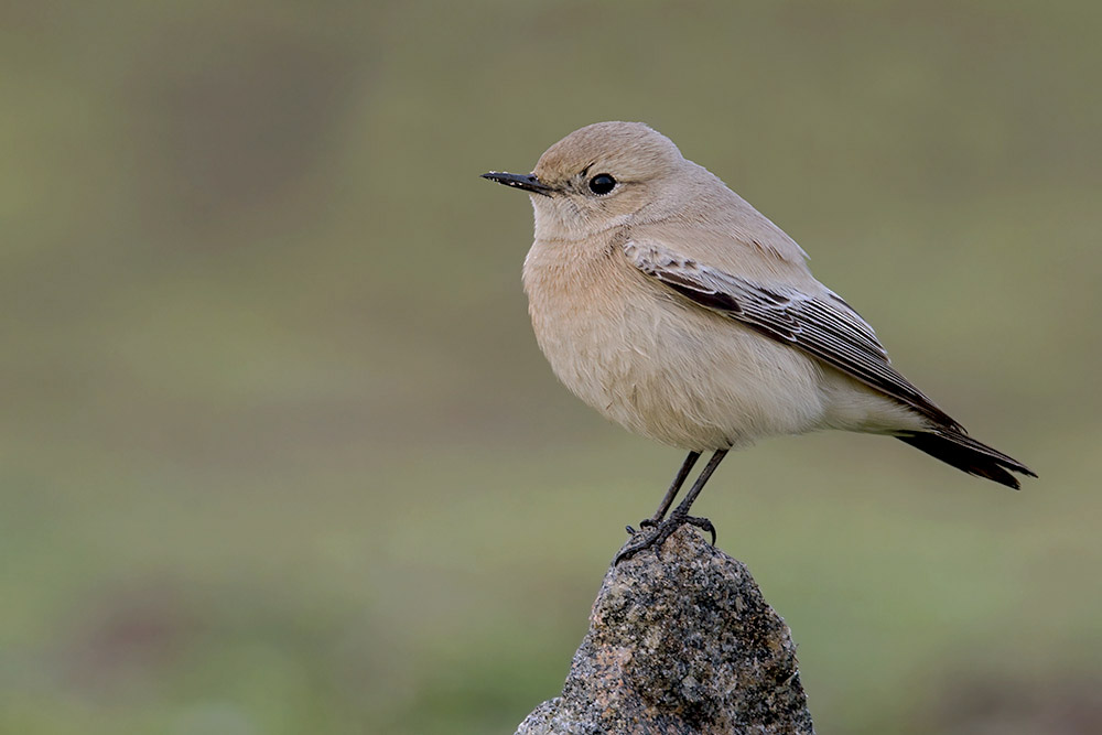 Desert Wheatear by Romano da Costa