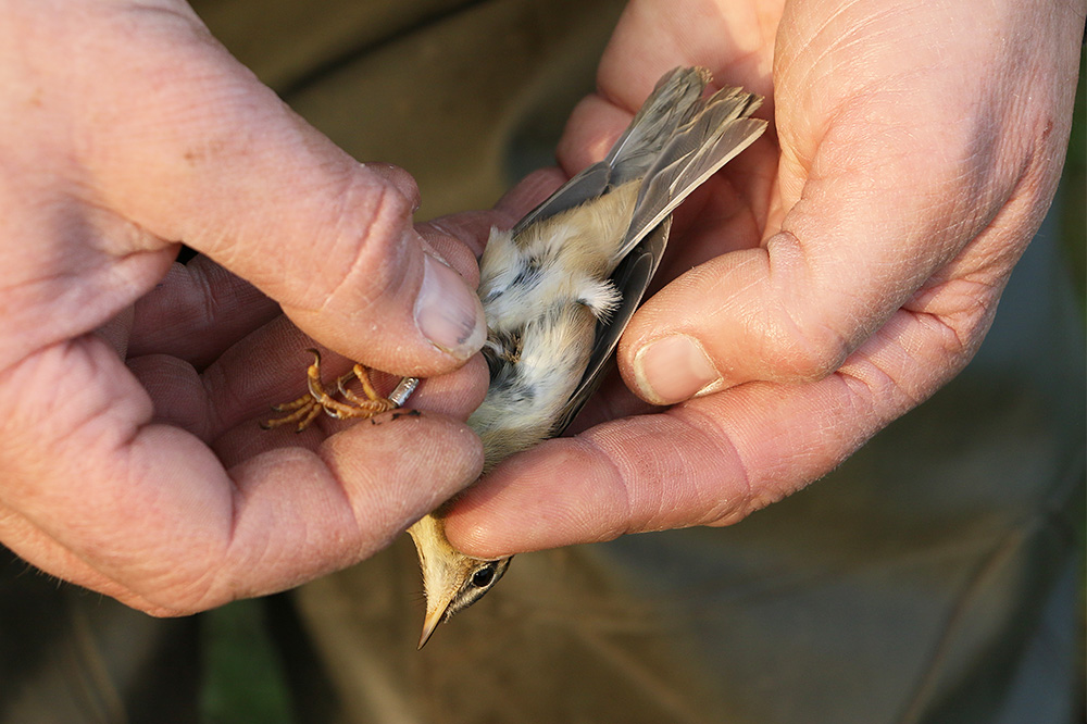 Dusky Warbler by Mick Dryden