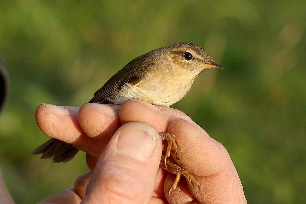 Dusky Warbler by Mick Dryden
