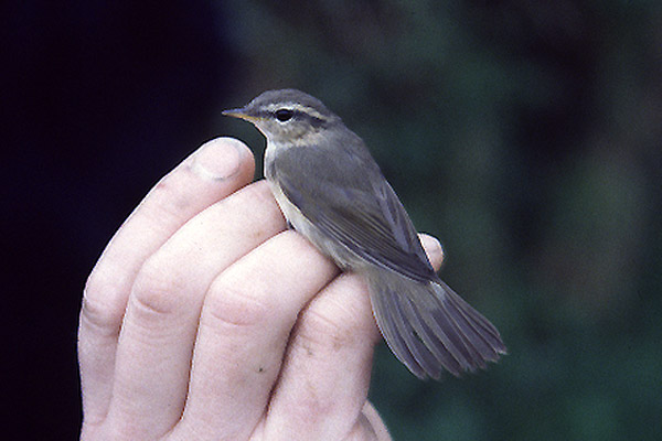 Dusky Warbler by Mick Dryden