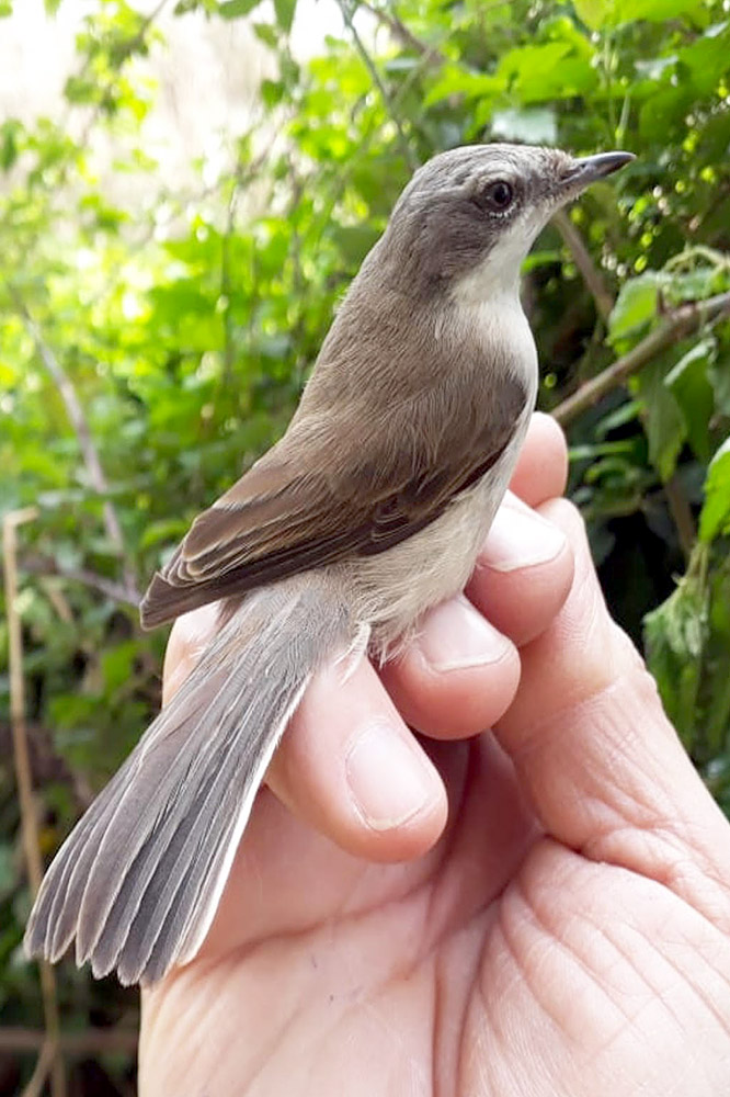 Lesser Whitethroat by David Buxton