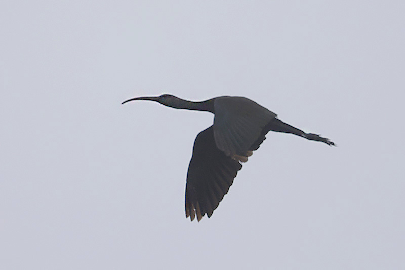 Glossy Ibis by Mick Dryden