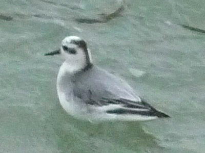 Grey Phalarope by Sarah Scriven