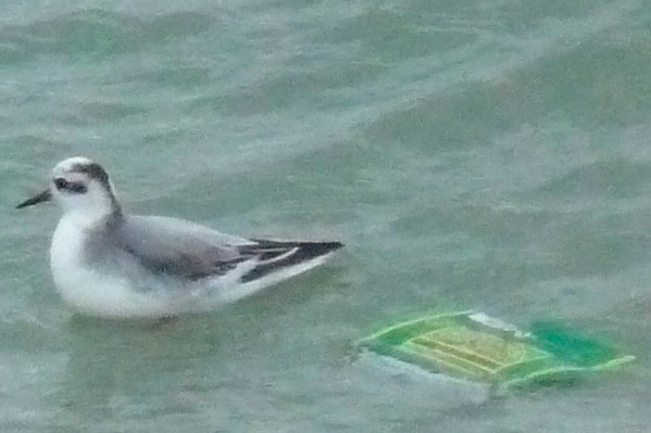 Grey Phalarope by Sarah Scriven