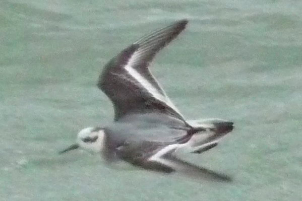 Grey Phalarope by Sarah Scriven