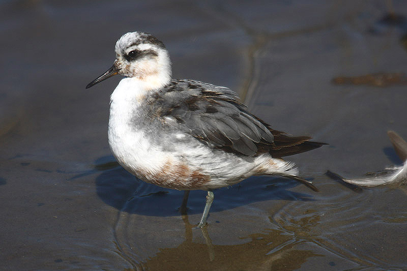 Grey Phalarope by Mick Dryden