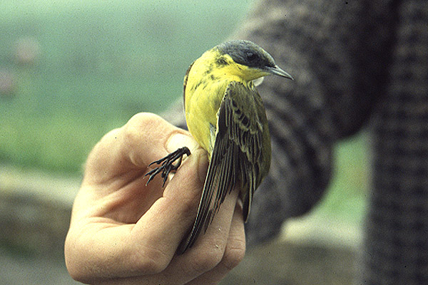 Grey-headed Wagtail by Mick Dryden