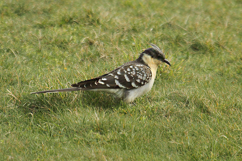 Great Spotted Cuckoo by Mick Dryden