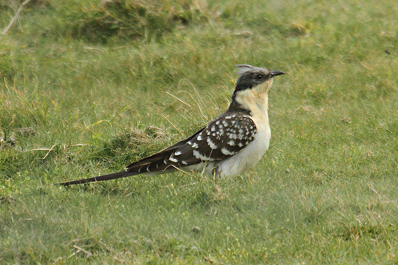 Great Spotted Cuckoo by Mick Dryden