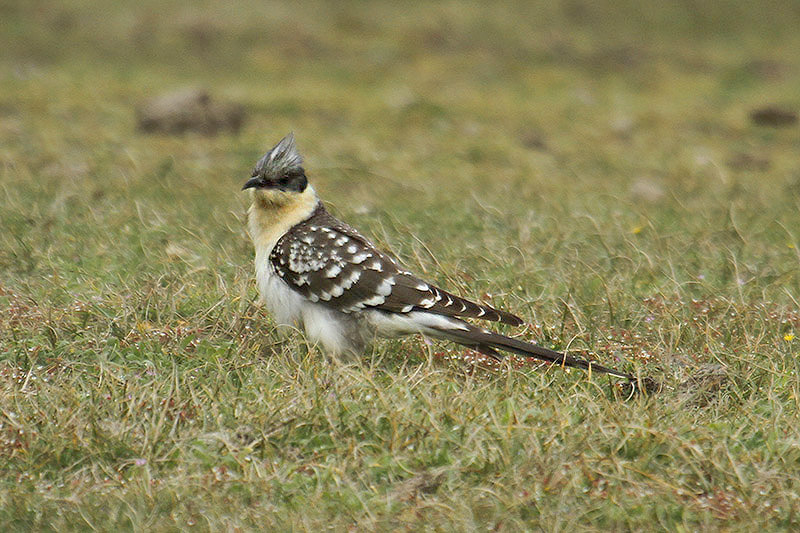 Great Spotted Cuckoo by Mick Dryden