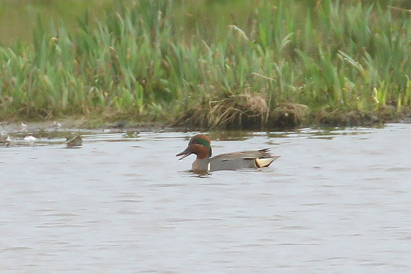 Green winged Teal by Mick Dryden