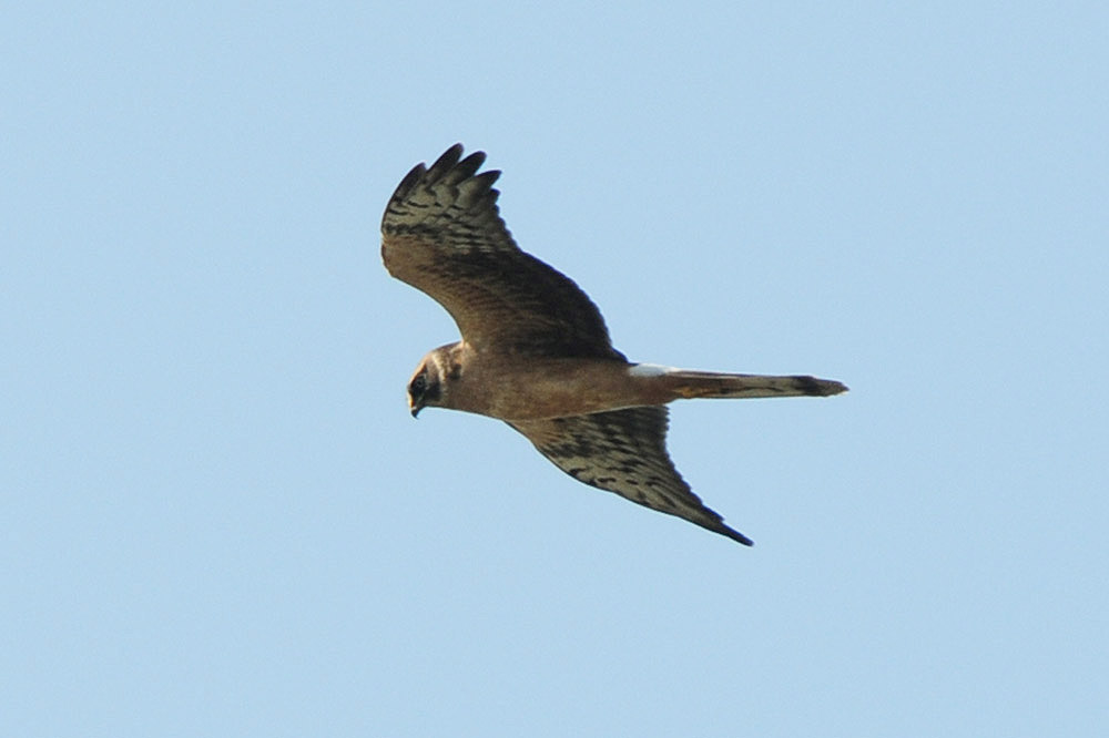 Pallid Harrier by Romano da Costa