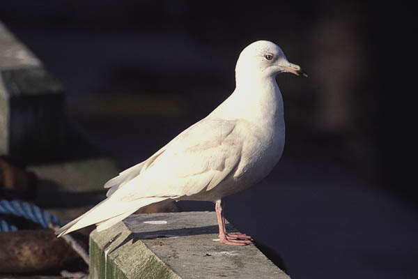 Iceland Gull by Mick Dryden