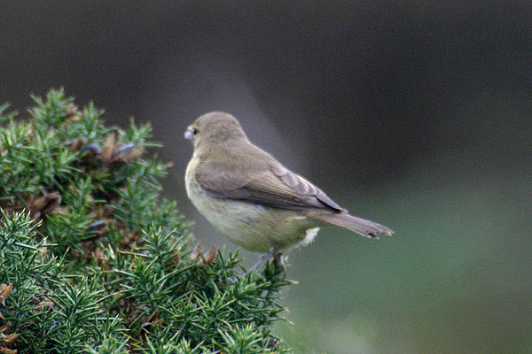 Icterine Warbler by Mick Dryden