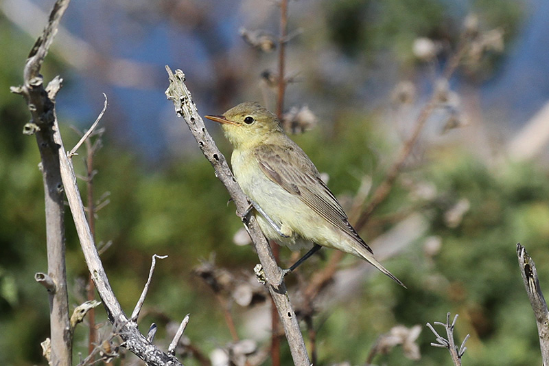 Icterine Warbler by Richard Gillam