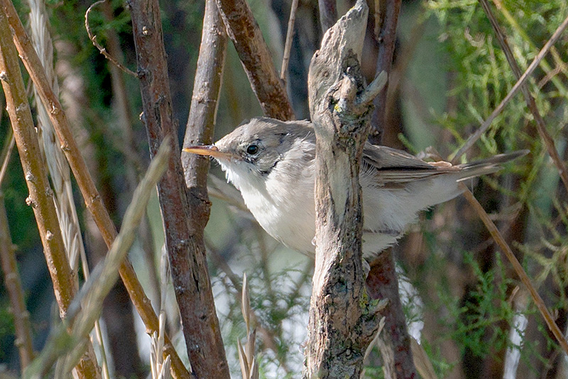 Iduna sp by Romano da Costa