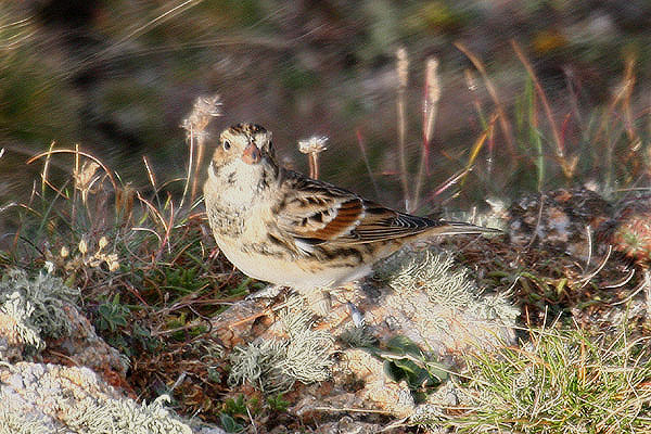 Lapland Bunting by Mick Dryden