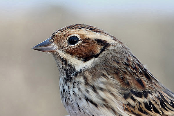 Little Bunting by Mick Dryden