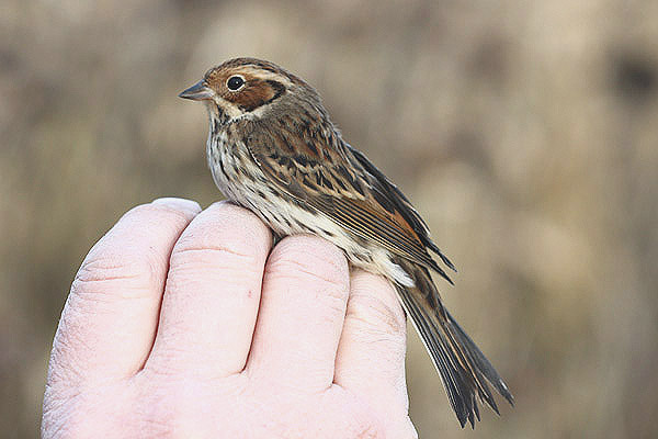 Little Bunting by Mick Dryden