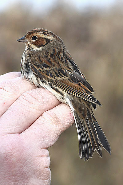 Little Bunting by Mick Dryden
