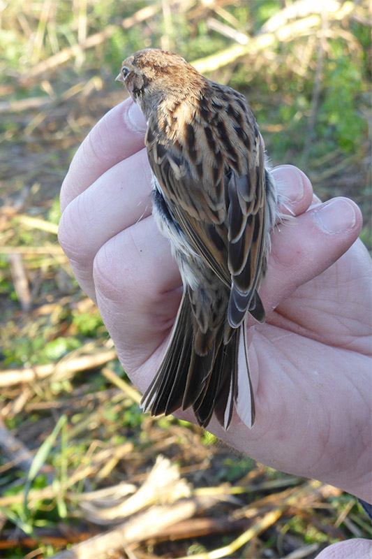 Little Bunting by David Buxton