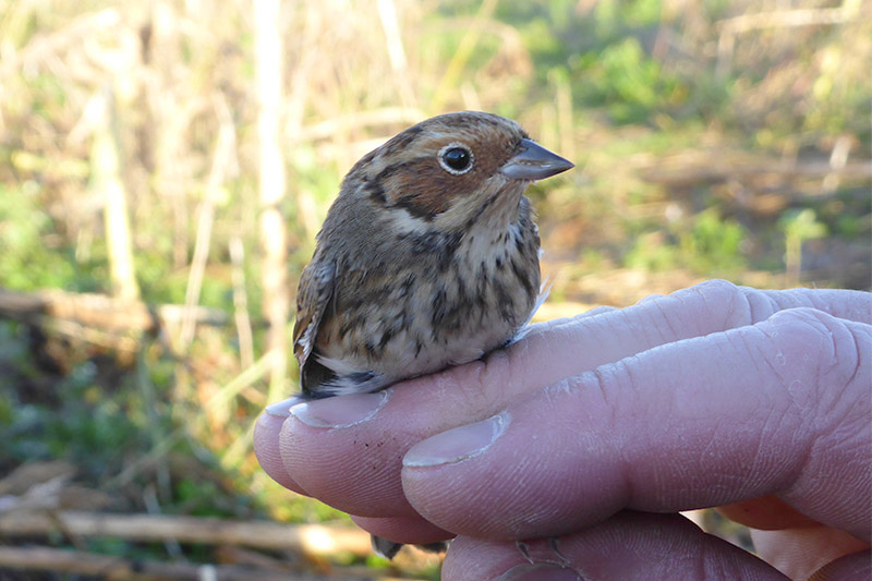 Little Bunting by David Buxton