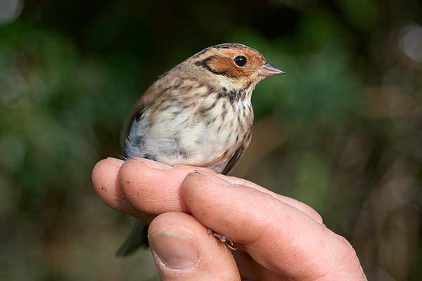Little Bunting by Duncan Wilson