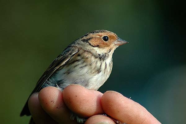 Little Bunting by Romano da Costa