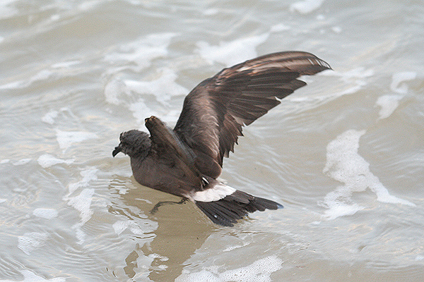 Leach's Storm-petrel by Mick Dryden