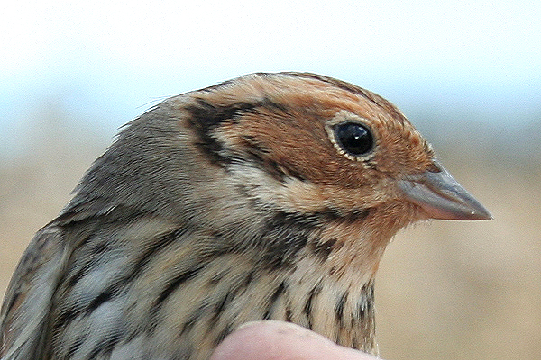 Little Bunting by Mick Dryden