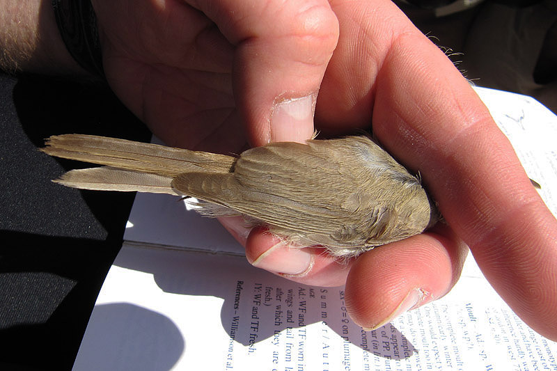 Melodious Warbler by Keith Pyman