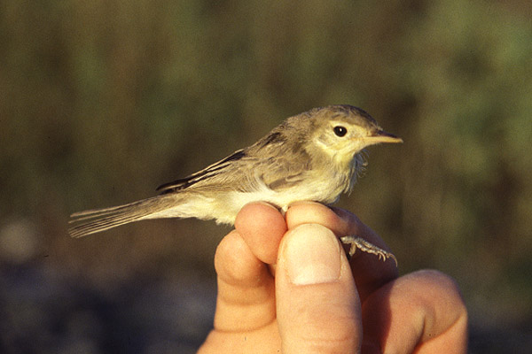 Melodious Warbler by Mick Dryden