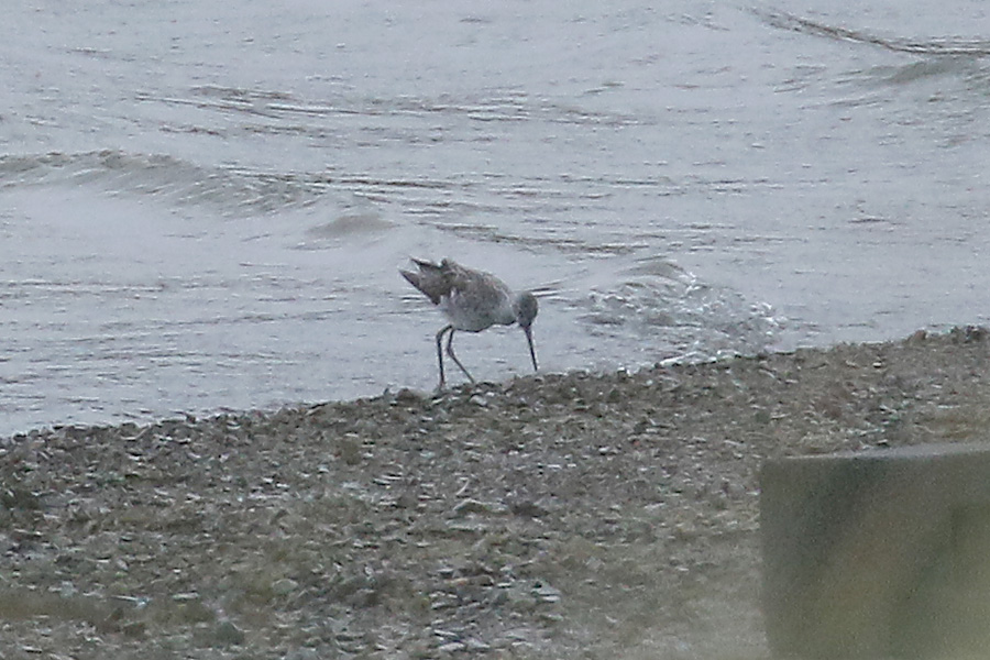 Marsh Sandpiper by Mick Dryden