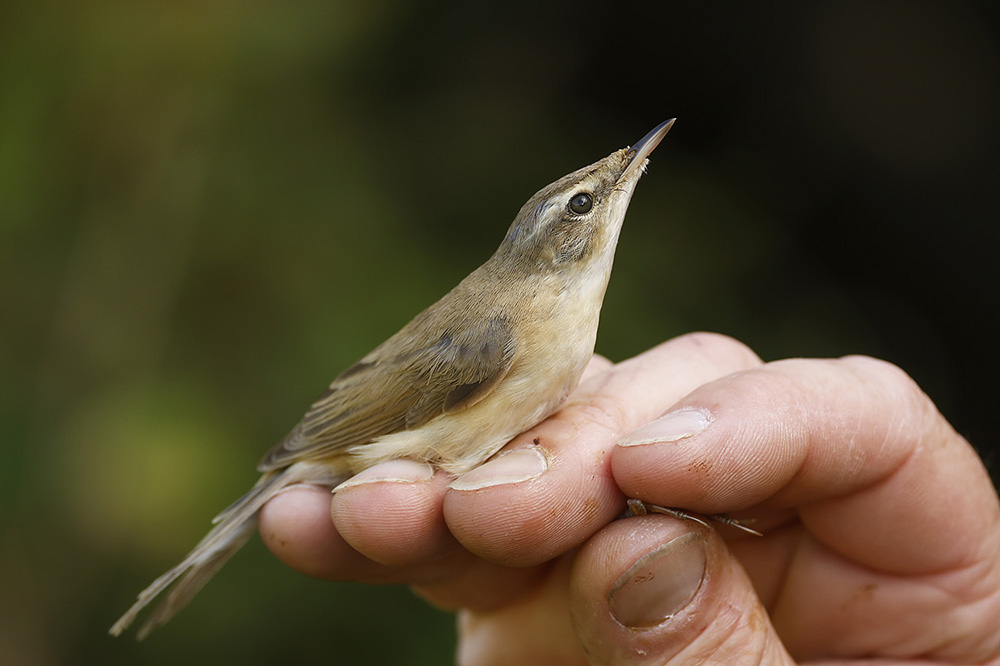 Paddyfield Warbler by Mick Dryden