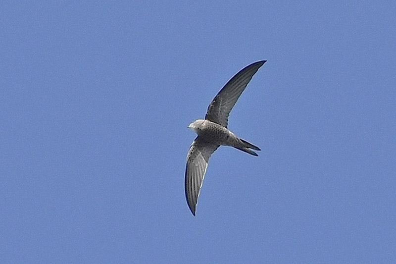 Pallid Swift by Alan Gicquel