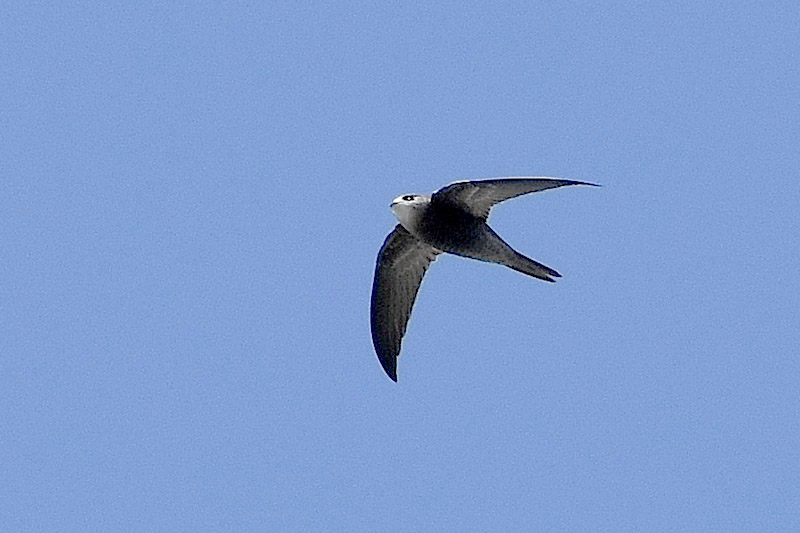 Pallid Swift by Alan Gicquel
