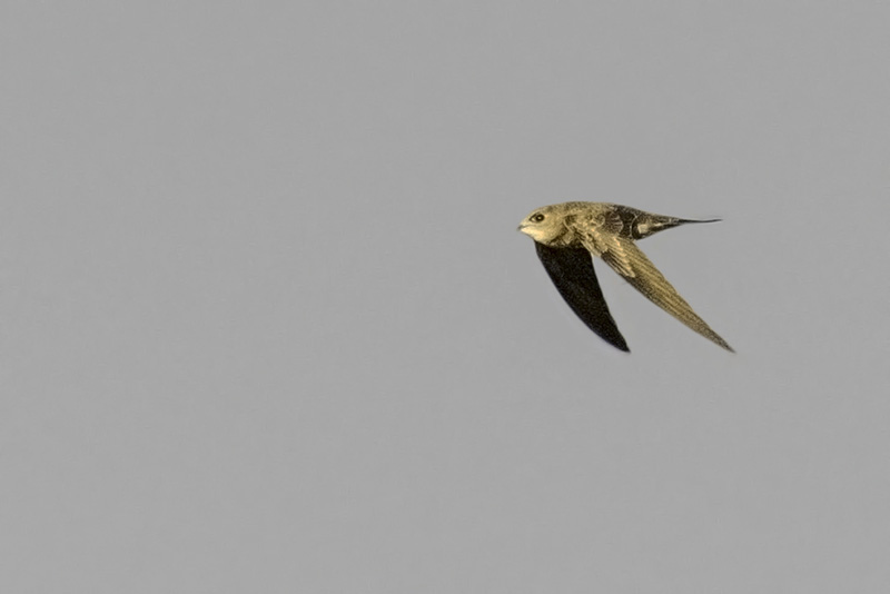 Pallid Swift by Romano da Costa