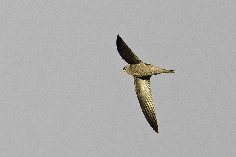Pallid Swift by Romano da Costa