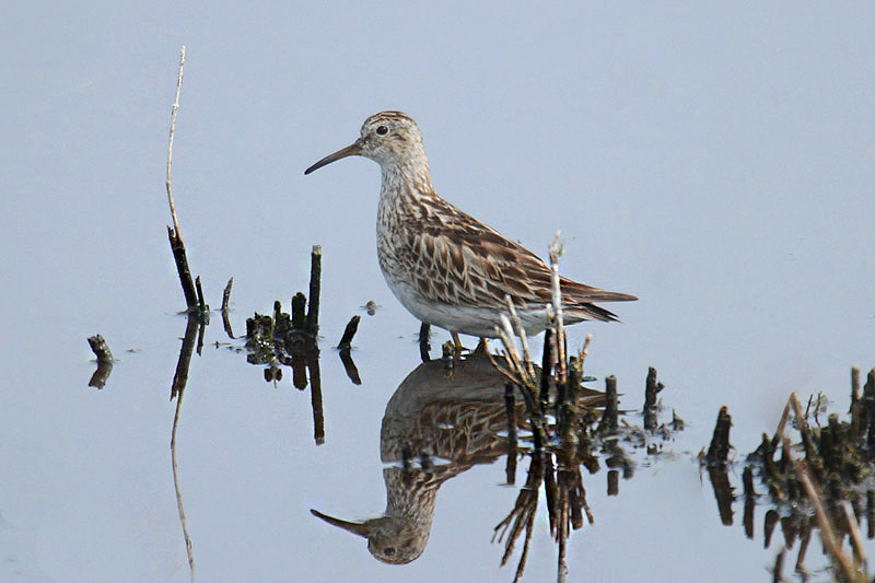 Pectoral Sandpiper by Mick Dryden