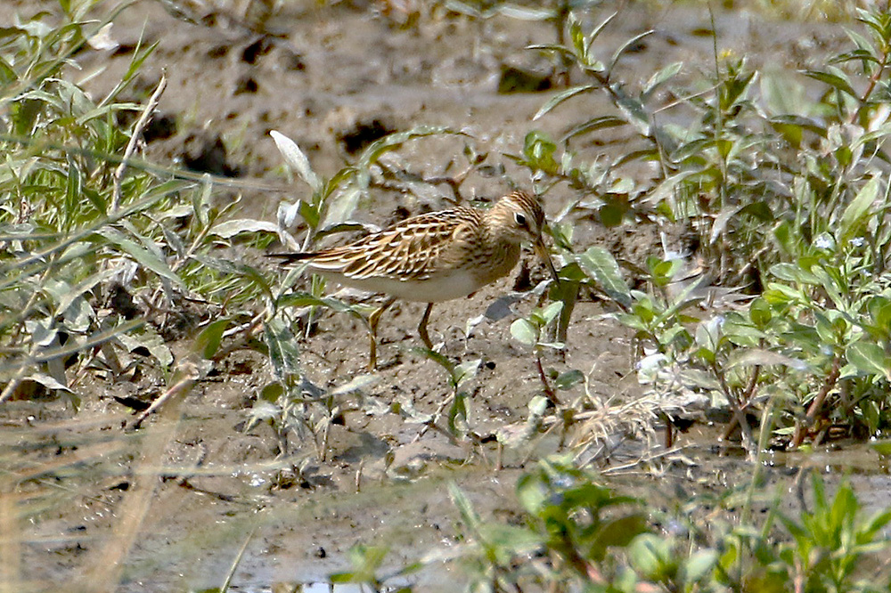 Pectoral Sandpiper by Alan Modral