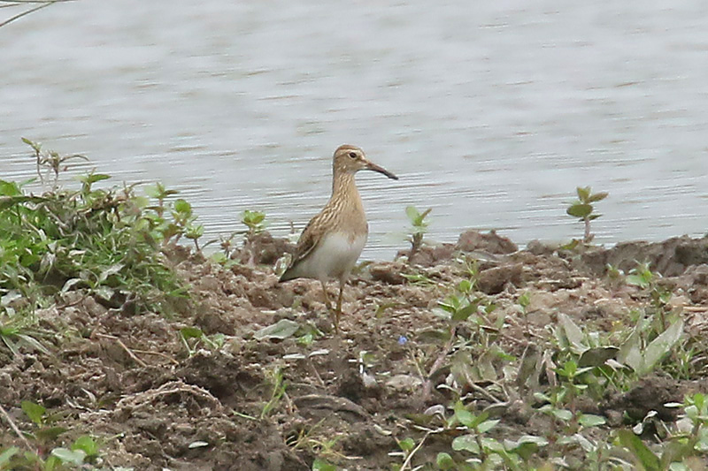 Pectoral Sandpiper by Mick Dryden