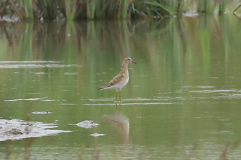 Pectoral Sandpiper by Mick Dryden