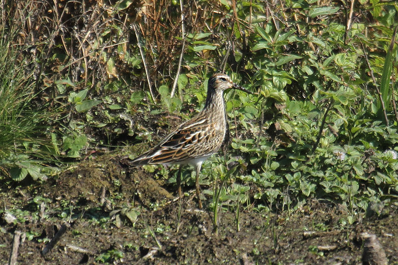 Pectoral Sandpiper by Mick Dryden