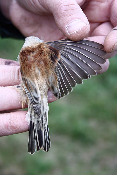 Penduline Tit by Mick Dryden