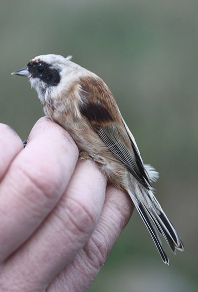 Penduline Tit by Mick Dryden