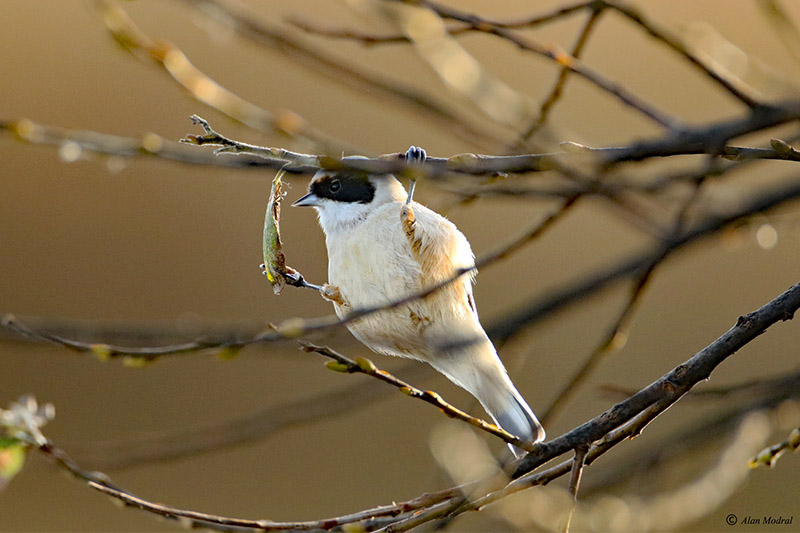 Penduline Tit by Alan Modral